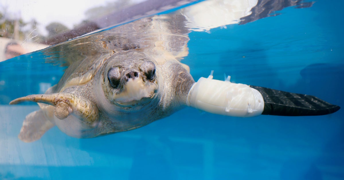 Goody The Sea Turtle Learns How To Swim Again With A Prosthetic ...