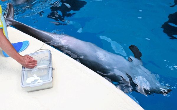 イルカの検温(体温測定)の様子。検温時には、あおむけで水面に浮くようなトレーニングをするとともに、体温計を体内に入れても抵抗しないように訓練をする必要がある。(提供：新江ノ島水族館)