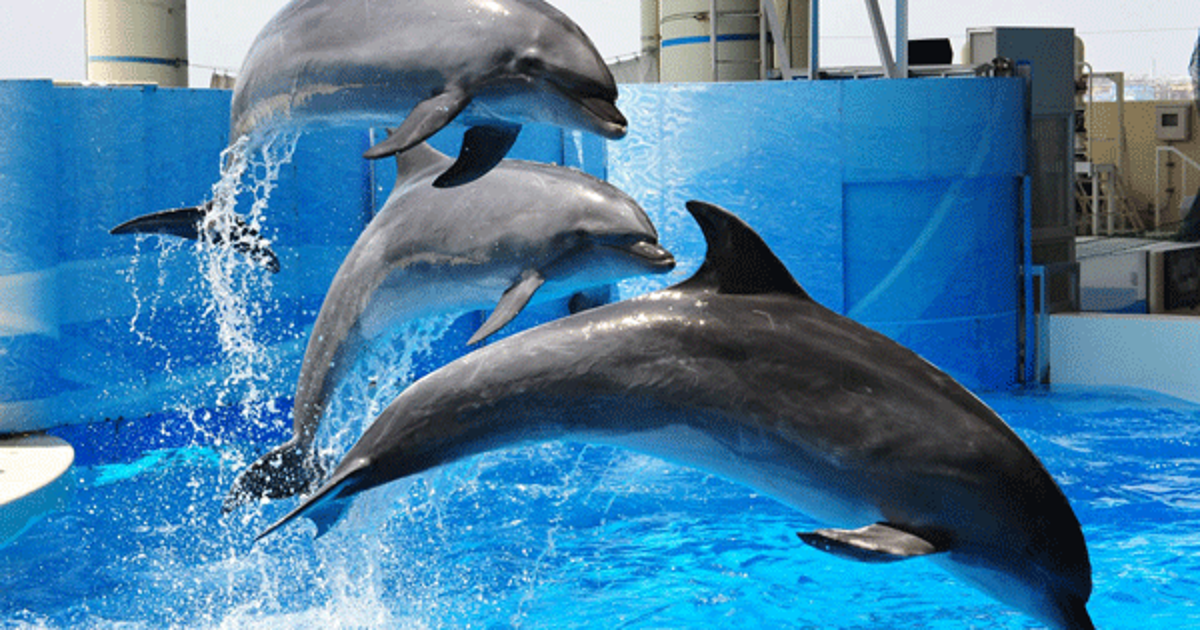 近い未来に 水族館からイルカがいなくなるのか ハフポスト