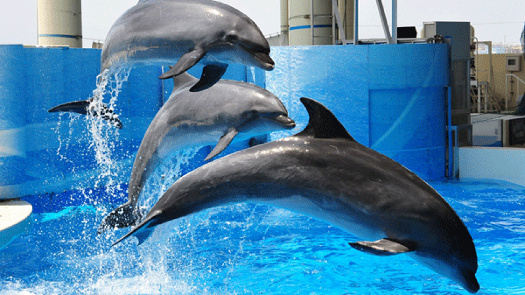 近い未来に 水族館からイルカがいなくなるのか ハフポスト 近い未来に 水族館からイルカがいなくなるのか ハフポスト