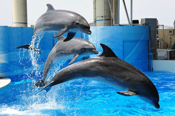 子どもたちに人気のイルカショー(提供：新江ノ島水族館)