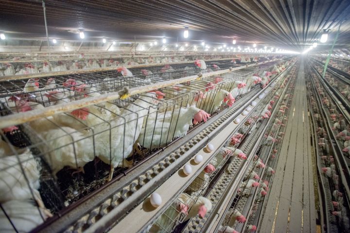 Caged chickens at a conventional egg farm in the United States. Josh Balk of the Humane Society said eggs produced by caged hens are among "the cruelest products ever offered in our food system.”