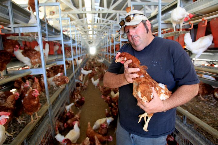 Frank Hilliker holds one of his 8,000 chickens in a cage-free barn at Hilliker's Ranch Fresh Eggs in Lakeview, California.