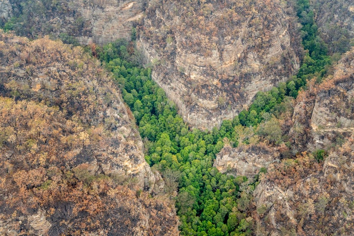 The Australian government has kept the location of the native Wollemi pines secret after they were discovered in 1994.