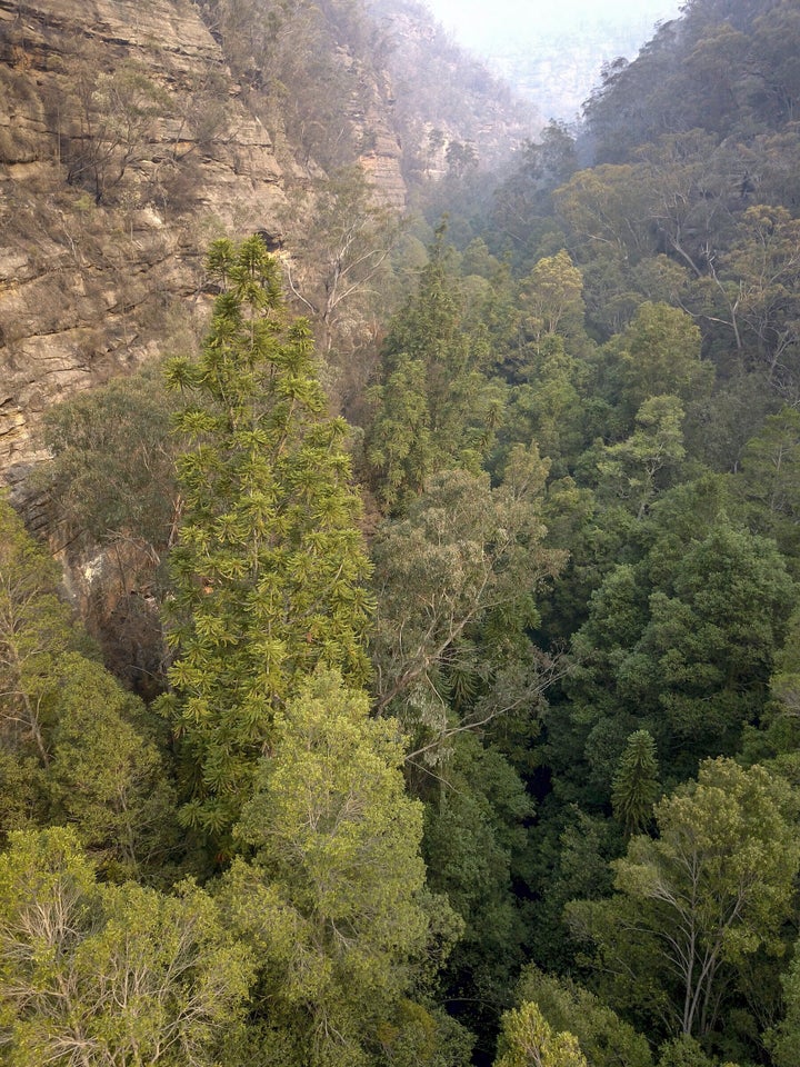 “Wollemi National Park is the only place in the world where these trees are found in the wild," Environment Minister Matt Kean said.