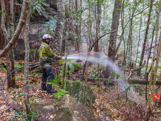 Firefighters water-bombed the region that's home to the pines and ventured to a remote canyon to protect them from approaching flames.