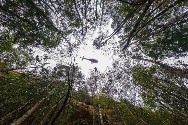 Some of the Wollemi pines were charred, but officials said they were largely saved.