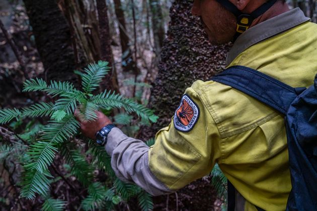 Forecasters expressed hope this week that rain would bring relief to areas hit by the ongoing bushfires.