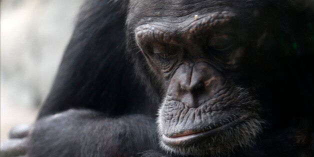 Tanzee, a female chimpanzee at the Houston Zoo sits alone in a corner Thursday, Nov. 6, 2014, in Houston. The zoo's new exhibit will house 15 rescued chimps in a large outdoor compound with an indoor viewing area. The primates in the group are still getting acquainted with one another. (AP Photo/Pat Sullivan)