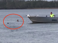 Bystander Stops Kangaroo From Drowning Dog If I Wasn T There That Dog Was Dead Huffpost Weird News