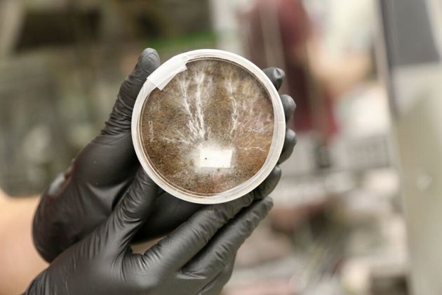 Les chercheurs font pousser le mycélium dans une simulation du sol