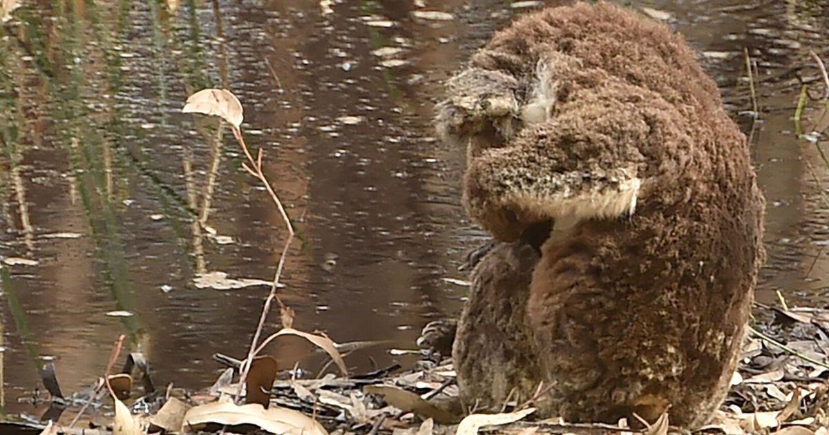 Gripping Images Show Distraught Koala Beside Dead Companion In Australia Fires