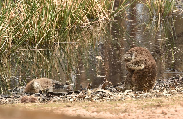 Gripping Images Show Mourning Koala Beside Dead Companion In Australia Fires