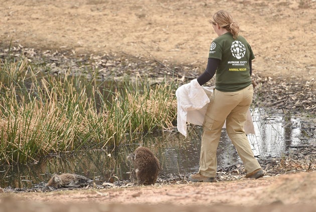 Humane Society International Crisis Response specialist Kelly Donithan approaches the injured koala on...