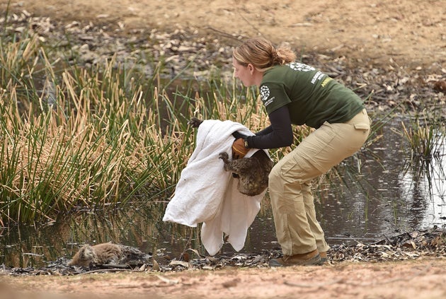 The Humane Society International Crisis Response team rescues the injured