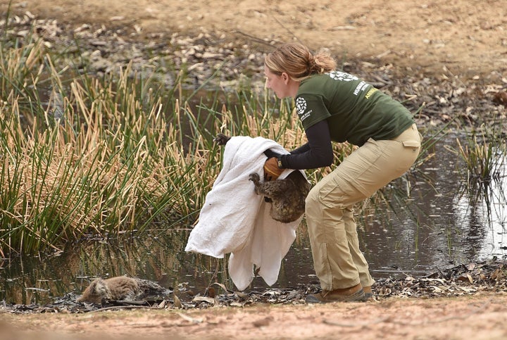 The Humane Society International Crisis Response team rescues the injured koala.