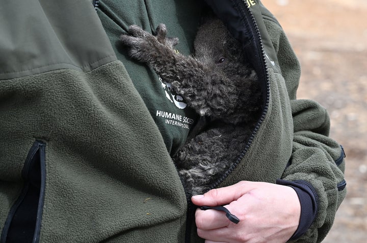 Kelly Donithan holds a baby koala she just rescued on Kangaroo Island. She said she'd witnessed some of the "toughest scenes I've ever witnessed as an animal rescuer" during the bushfire response.