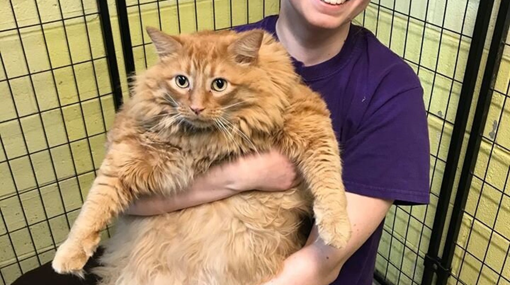 Extremely Fat Cat  Bazooka Undergoes Dechonking At New 