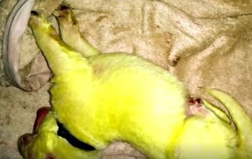 Img Huffingtonpost Com Asset 5e217b