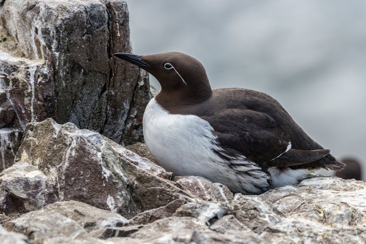 A common murre on a cliff ledge nest in the Farne Islands of Northumberland, England.