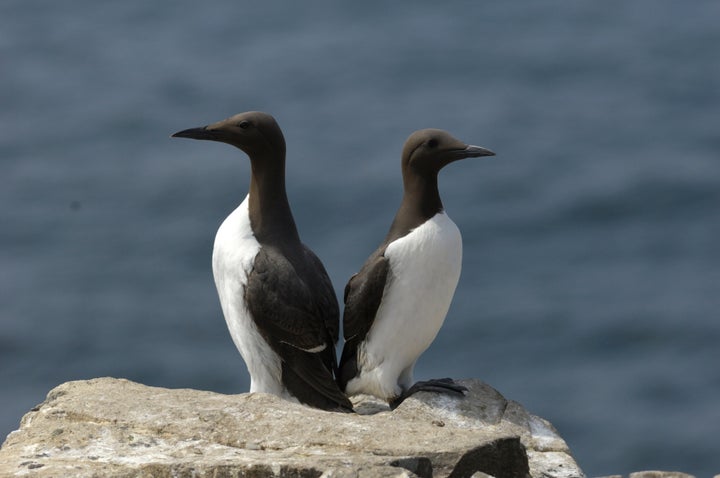 Two common murres.