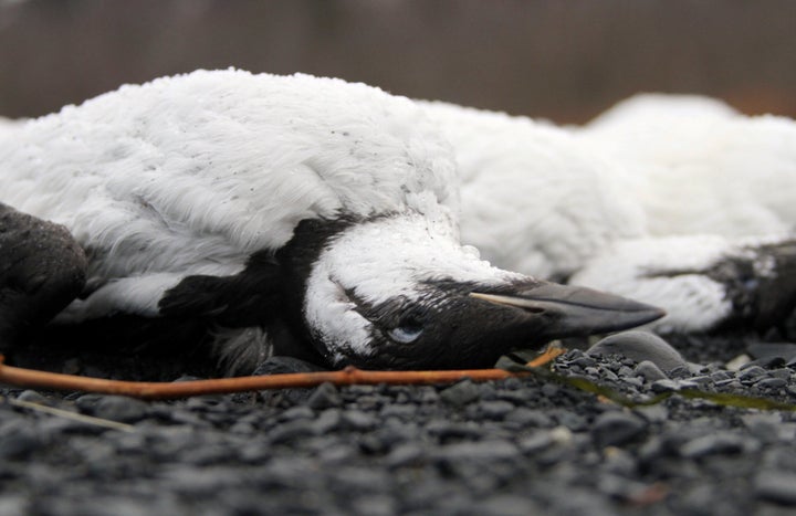 Dead common murres lie washed up on a rocky beach in Whittier, Alaska, on Jan. 8, 2016.