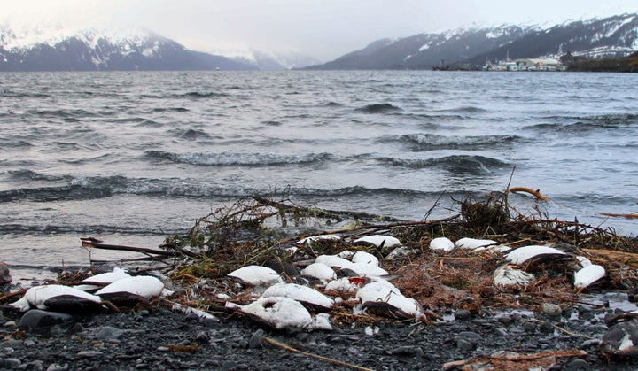 Dead common murres lie washed ashore in Whittier, Alaska, in 2016.