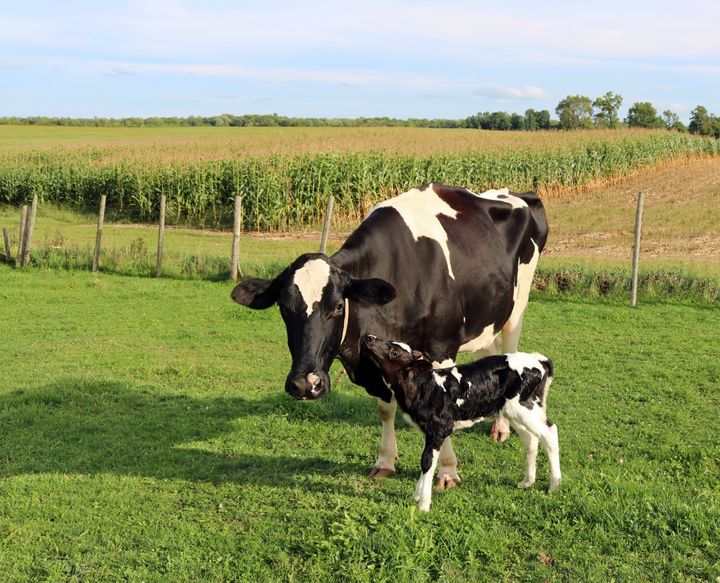 A mother Holstein and her calf.