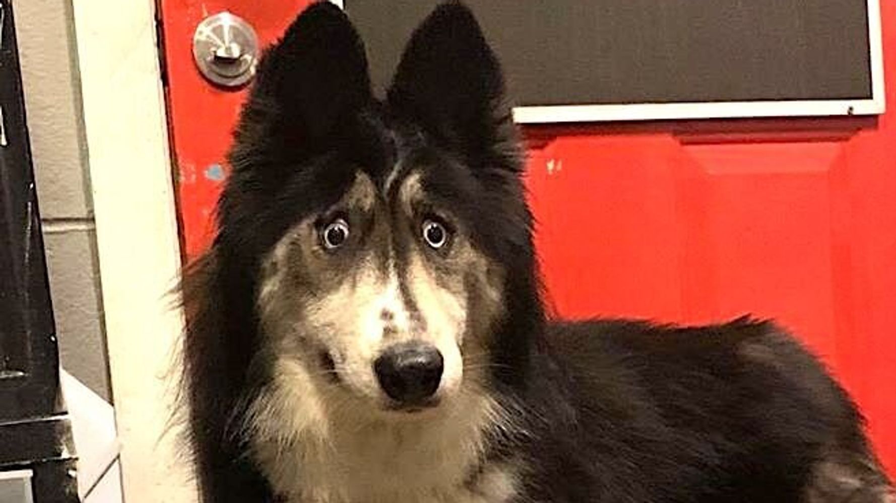 Goofy-Eyed Husky Rejected By Breeder Finds Love And Internet Stardom