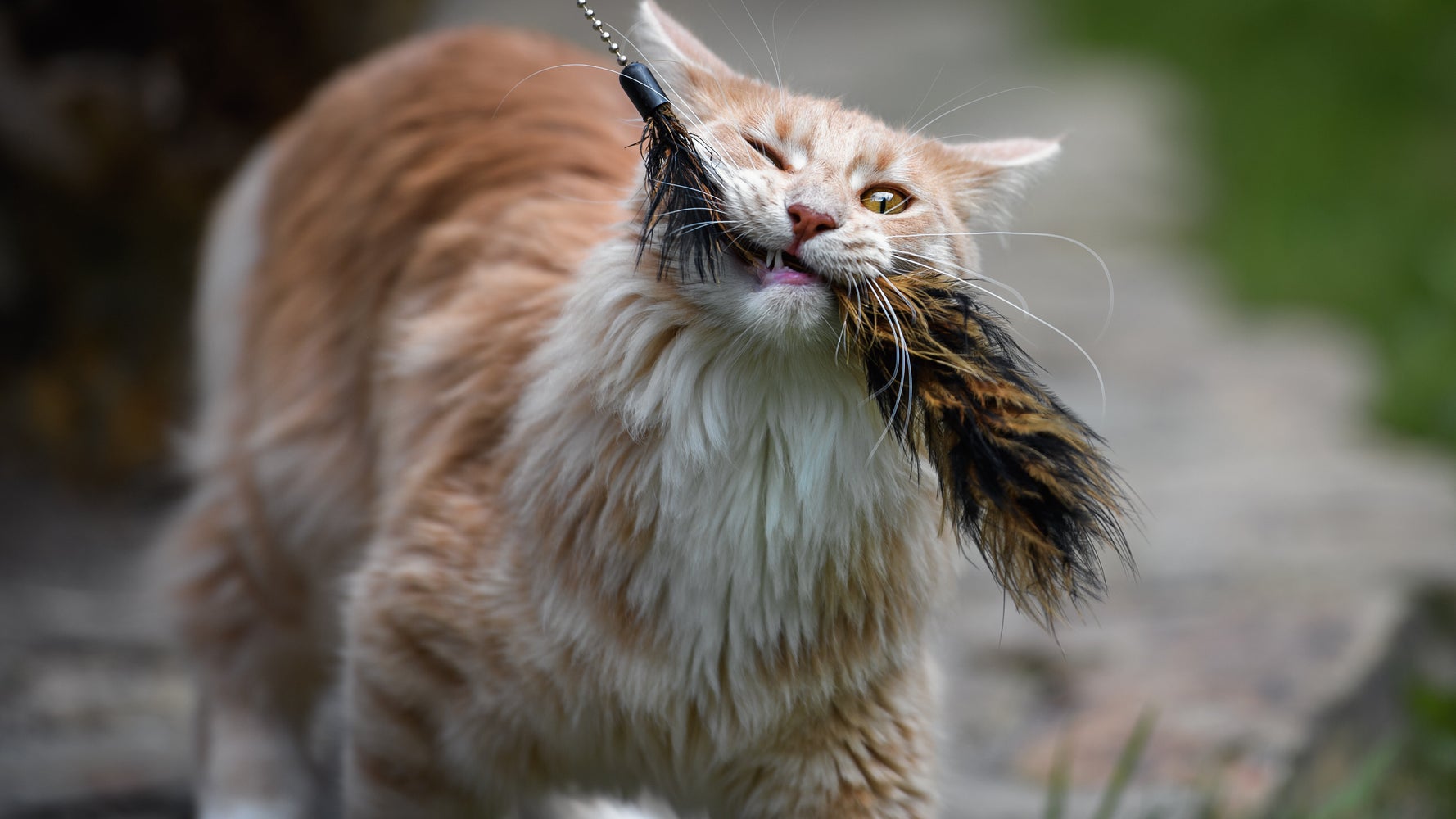 オシャレでかわいい猫のおもちゃ5選 ギフトにもおすすめ ハフポスト