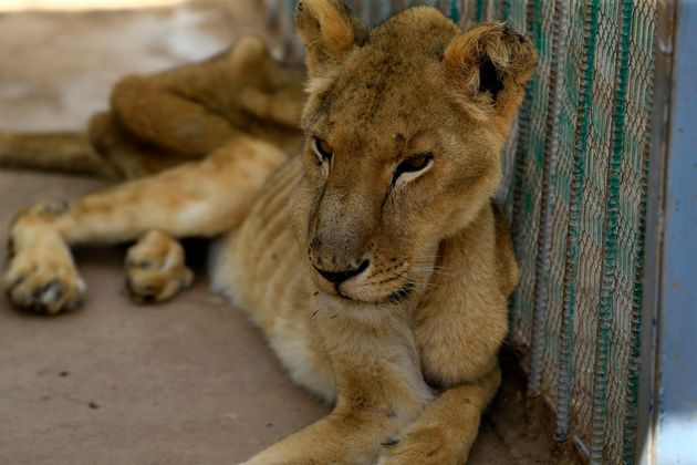 Αποστεωμένα λιοντάρια στον χειρότερο ζωολογικό κήπο του