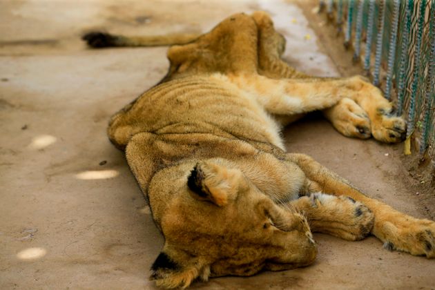 A malnourished lioness sits in her cage at the Al-Qureshi park in the Sudanese capital Khartoum on January...