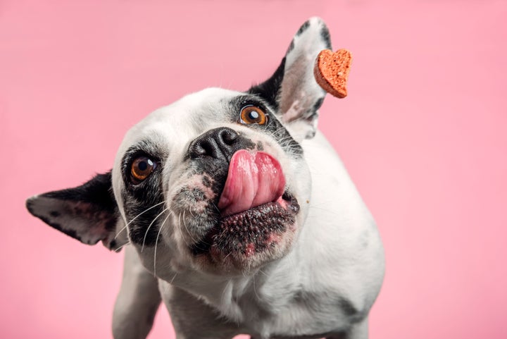 Perro comiendo una galletita.