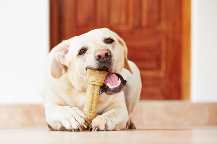 Perro mordiendo un hueso prensado.