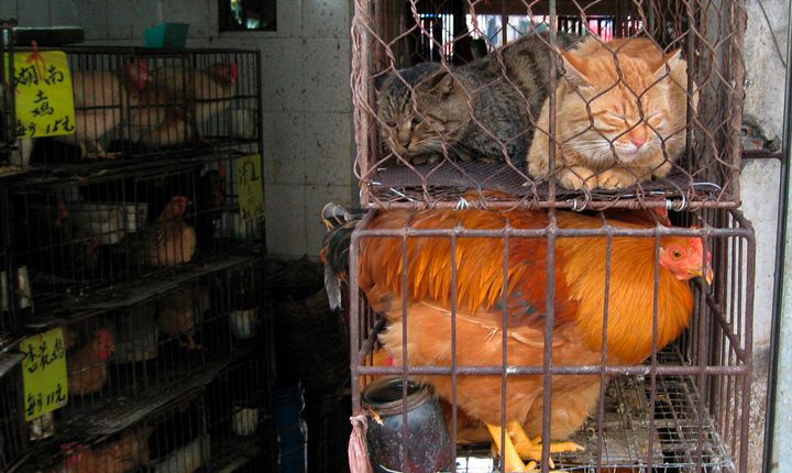 Le marché de Qingping à Guangzhou, en Chine, l'un des nombreux "wet markets" asiatiques où l'on peut acheter des animaux vivants, afin de les préparer pour le dîner plus tard. C'est dans un de ces marchés qu'aurait émergé le nouveau coronavirus.