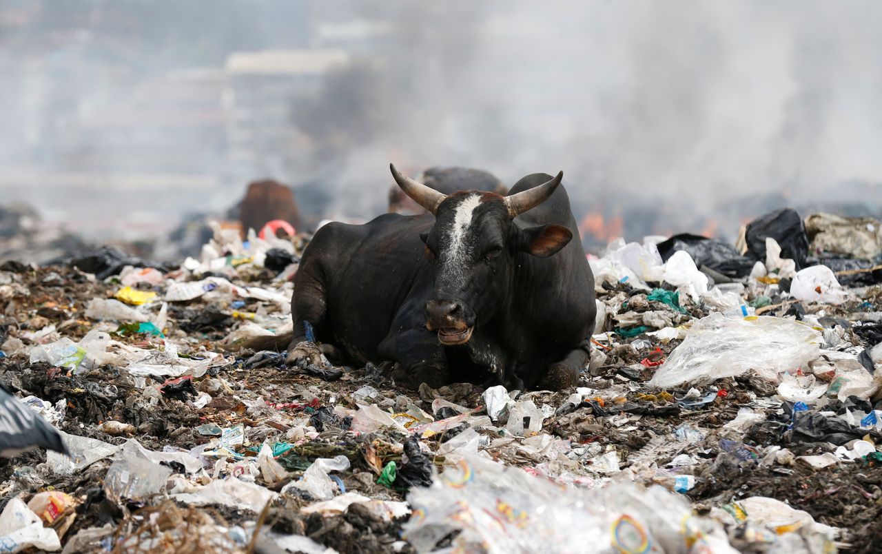 A cow rests on plastic materials at the Dandora dumping site on the outskirts of Nairobi, Kenya.
