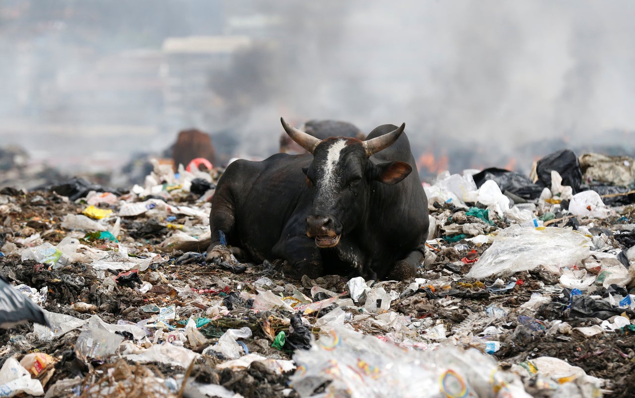 A cow rests on plastic materials at the Dandora dumping site on the outskirts of Nairobi, Kenya.