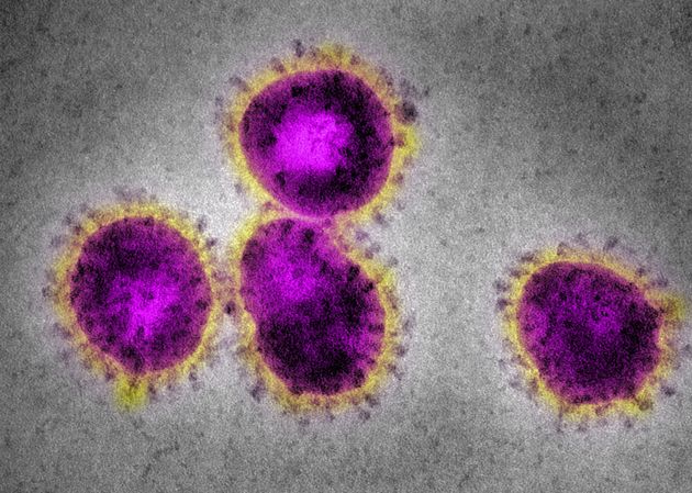 Coronavirus: Tests On All 14 UK Suspected Cases Are Clear