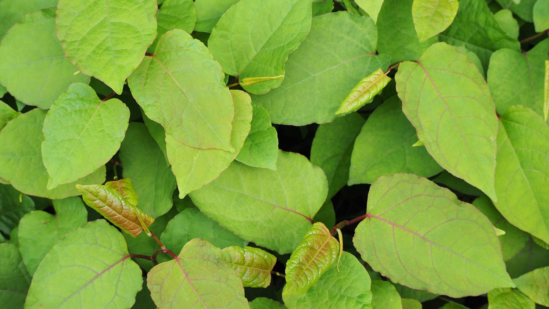 how-to-remove-japanese-knotweed-the-plant-wreaking-havoc-on-house