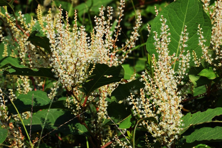 Japanese knotweed