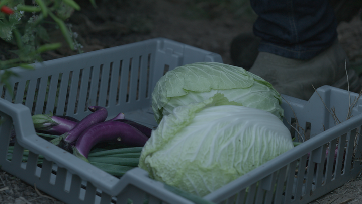 Wiser focuses on growing Asian and German heritage vegetables on her farm.