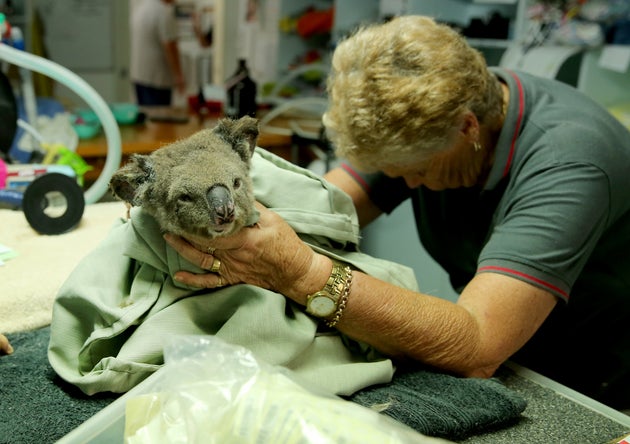 A koala named Sharni from Crowdy Bay National Park is treated at The Port Macquarie Koala Hospital on November 29, 2019 in Port Macquarie, Australia. V