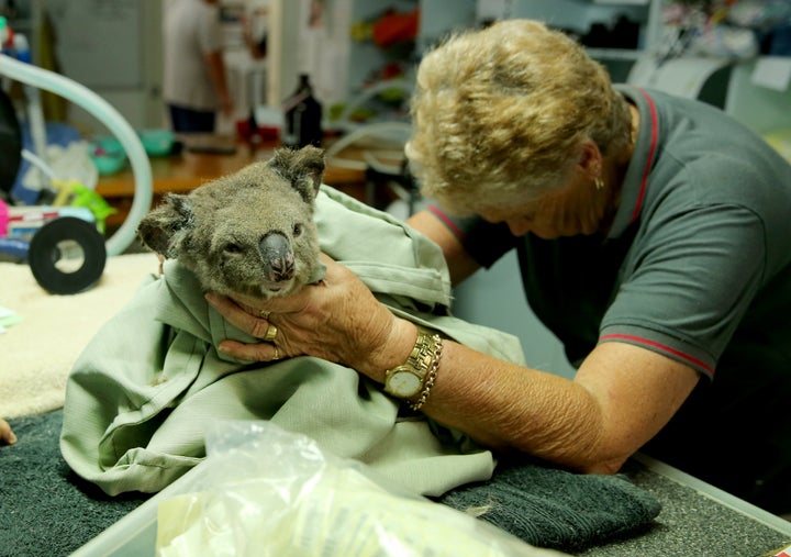 Koala Hospital Devastated After ‘Scumbag’ Steals Koala Water Drinking