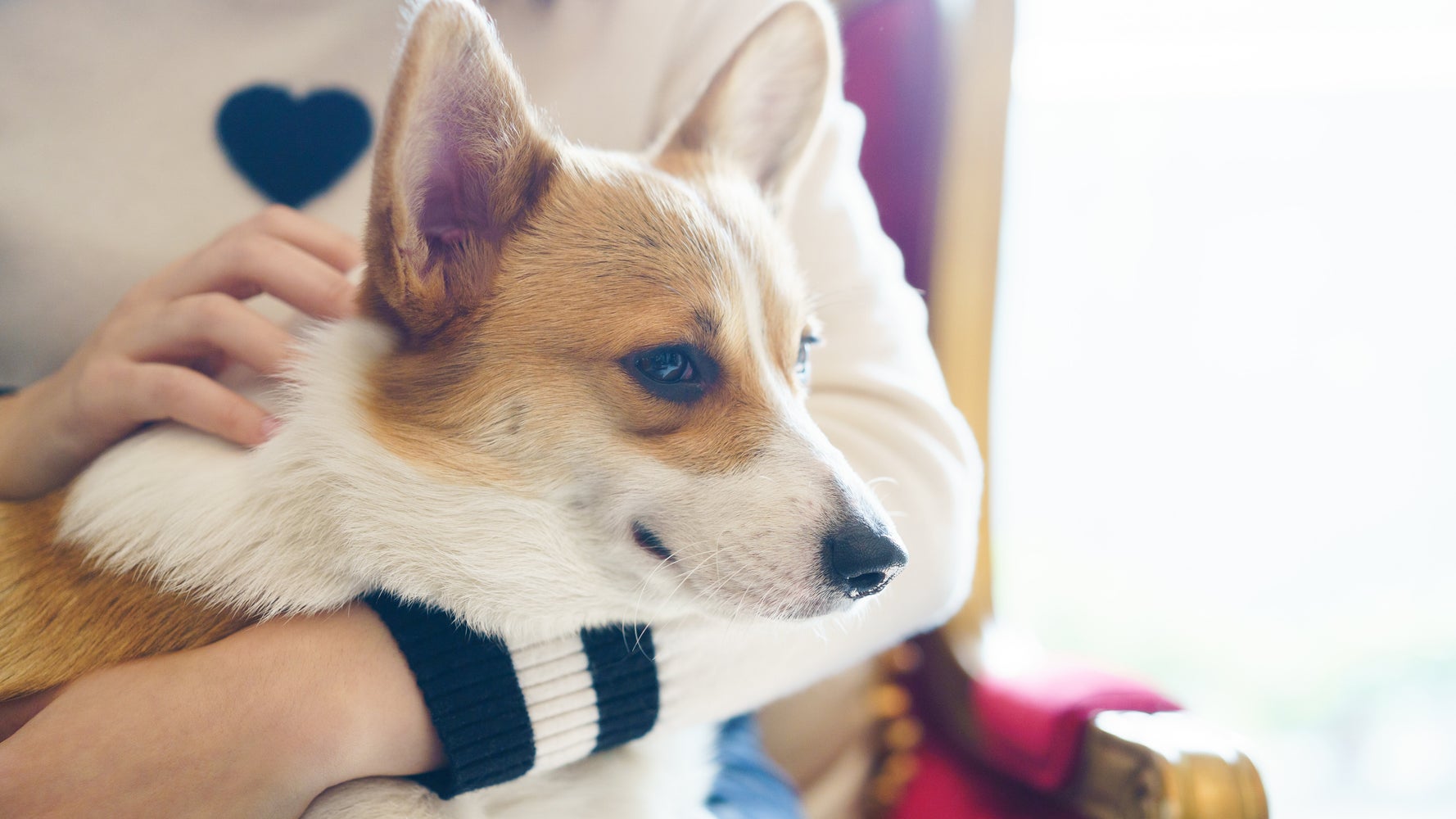 愛犬用おもちゃ 見守りカメラ5選 留守の間も快適に過ごしてもらうために ハフポスト Life