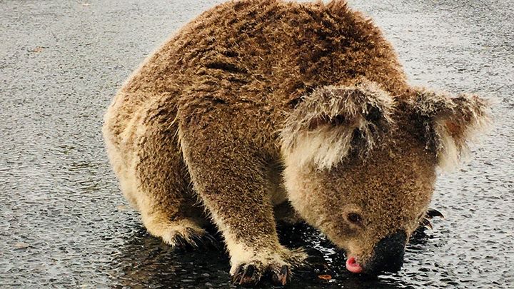 A koala licks rainwater off a road near Moree, New South Wales, Australia in this January 16, 2020 picture obtained from social media. 