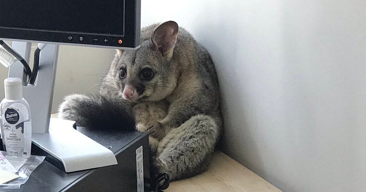 Guilty Possum Trashes Woman's Office And Becomes A Meme | HuffPost ...