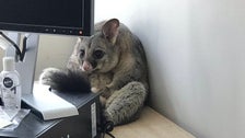 Guilty Possum Trashes Woman’s Office And Becomes A Meme