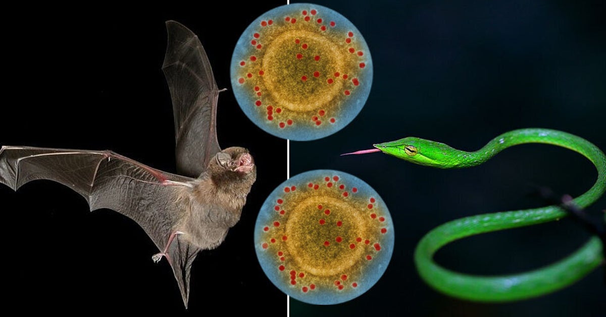 Pourquoi découvrir l'origine du coronavirus est si important et si ...