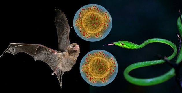 L'hôte du coronavirus était-il une chauve-souris, un serpent, une civette ? La question est