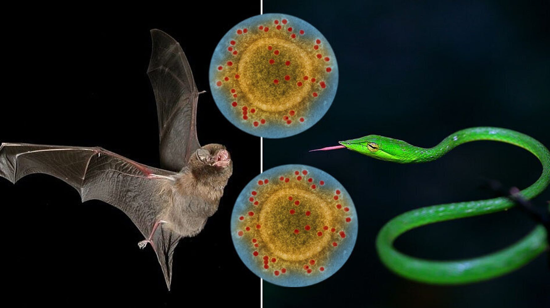 Pourquoi Decouvrir L Origine Du Coronavirus Est Si Important Et Si Complique Le Huffpost